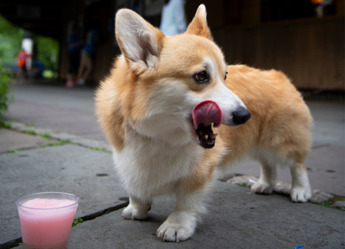 A dog with froze at The Delacorte Theater